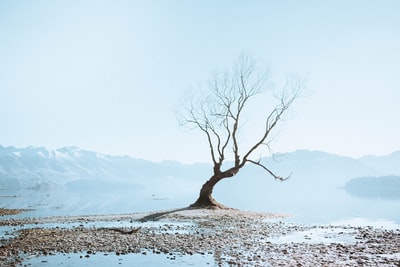 白天，白雪覆盖的地面上光秃秃的树